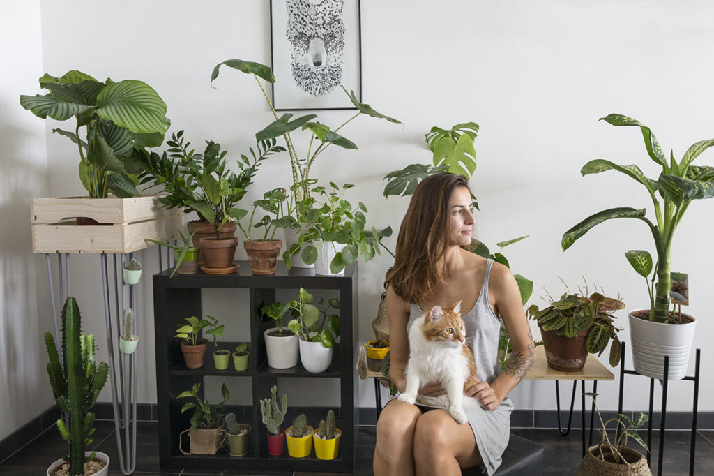 plantes interieur
